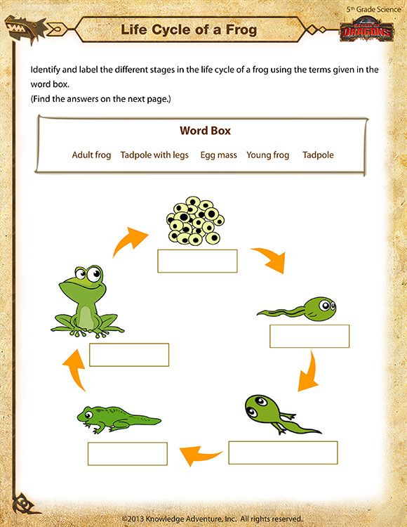 Worksheets On Life Cycles