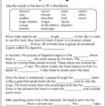 12 Digestive System Worksheet Answer Key Free PDF At Worksheeto