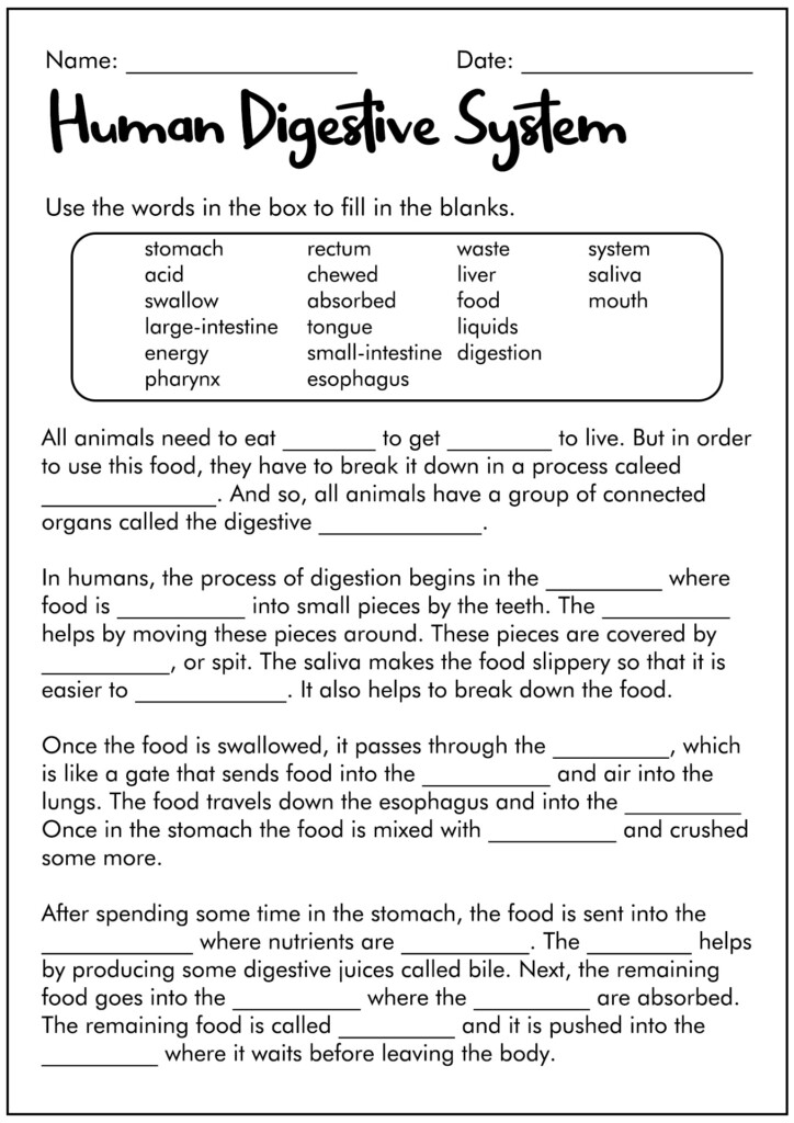 12 Digestive System Worksheet Answer Key Free PDF At Worksheeto