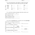 15 Genetics Problems Worksheet With Answer Keys Worksheeto