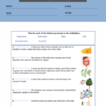 6th Grade Science Worksheets Pdf Worksheets Free