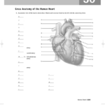 Anatomy Of The Heart Worksheet With Answers Printable Pdf Download