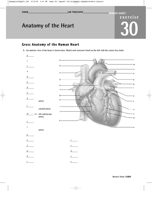 Anatomy Of The Heart Worksheet With Answers Printable Pdf Download