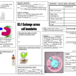 AQA B3 Revision Sheets Teaching Resources Science Notes Aqa