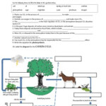 Biogeochemical Cycles Foldable By Science Safari TpT