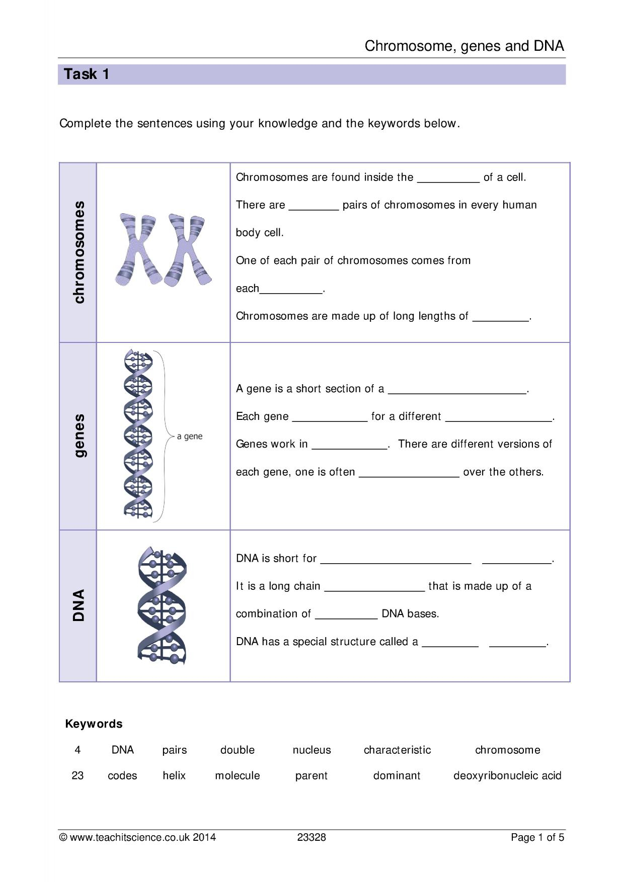 Chromosomes Genes And DNA Worksheet With Answers