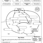 Cycles Worksheet Answers Integrated Science