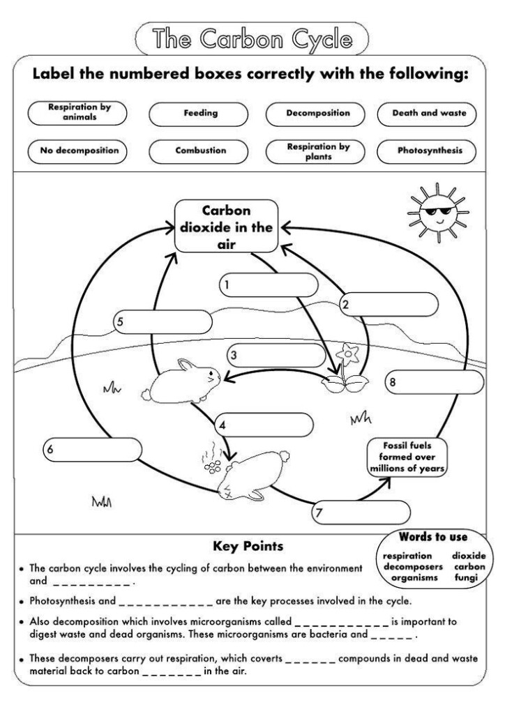 Cycles Worksheet Answers Integrated Science