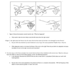 Darwin039s Natural Selection Worksheet Answers