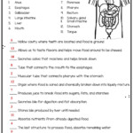 Digestive System Worksheet Answers