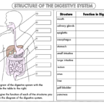 Digestive System Worksheet Answers