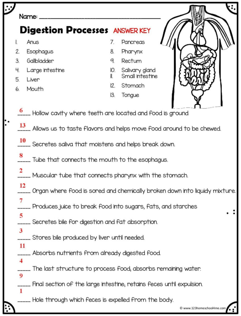 Digestive System Worksheet Answers