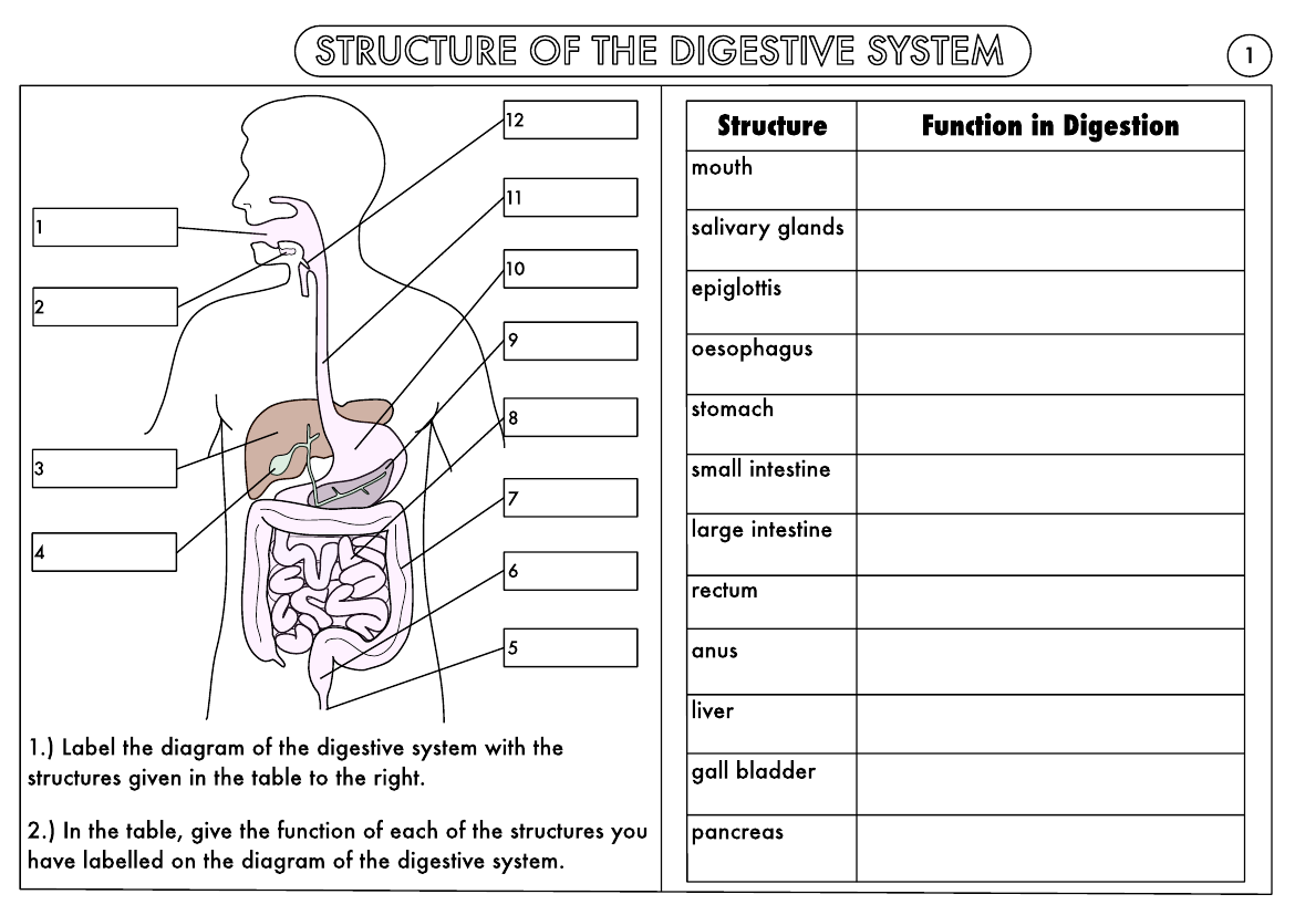 Digestive System Worksheet Answers