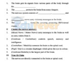 Download CBSE Class 5 Science Printable Worksheet 2020 21 Session In PDF
