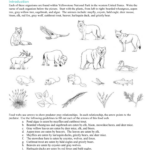 Food Web Worksheet Answers