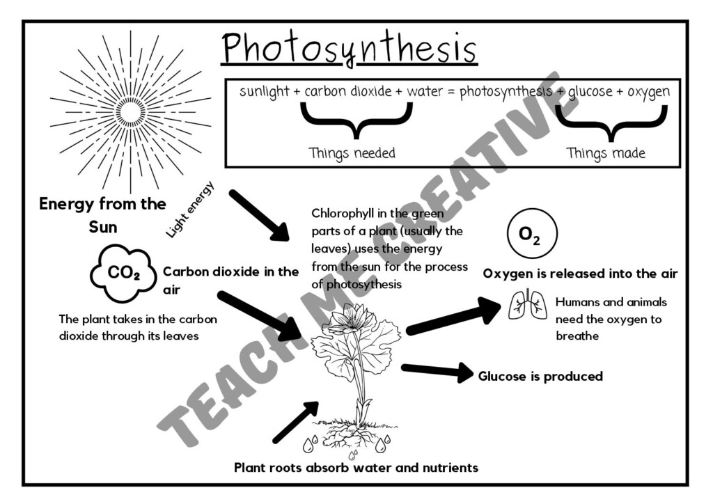 Grade 6 NS Tech Photosynthesis Summary And Worksheets Teacha 