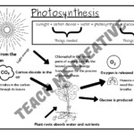 Grade 6 NS Tech Photosynthesis Summary And Worksheets Teacha