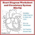 Heart Diagram Worksheet Answers