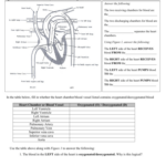 Human Heart Walk Thru Worksheet Answers Db excel