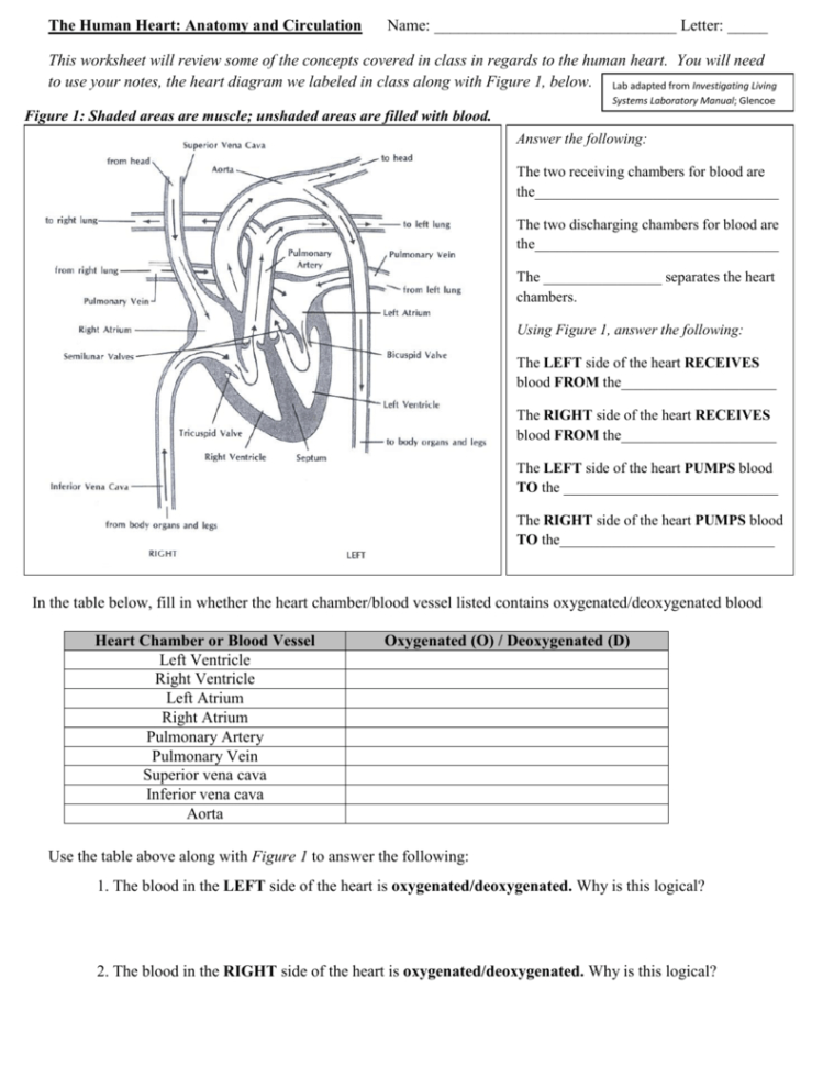 Human Heart Walk Thru Worksheet Answers Db excel