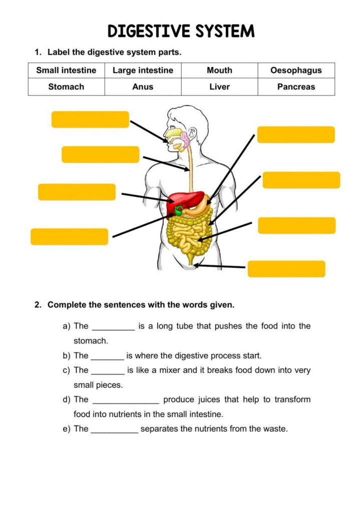 Label The Digestive System Worksheet Answers