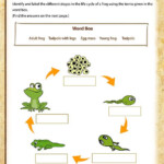 Life Cycle Of A Frog Printable Science Worksheets Science