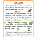 Life Cycle Worksheets Have Fun Teaching