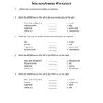 Match Each Monomer To The Correct Polymer