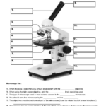 Microscope Parts And Use Worksheet Worksheets For Home Learning