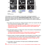 W21 MCB2050 Written Answer Answer Key Question 31 Lecture Steroid