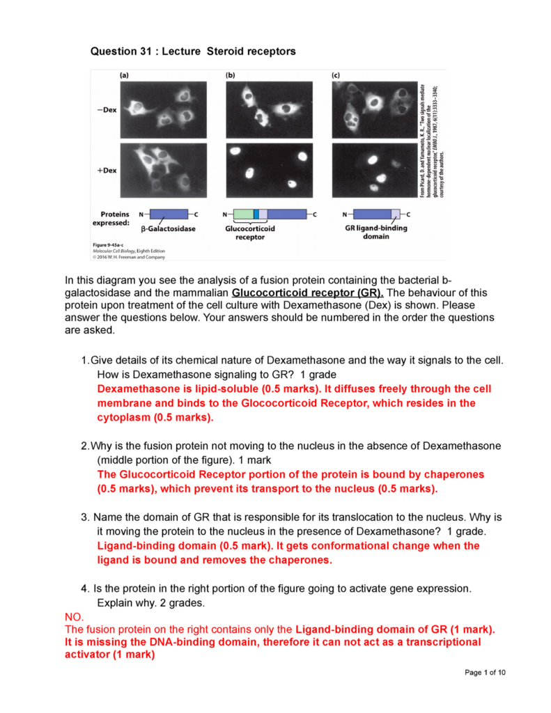 W21 MCB2050 Written Answer Answer Key Question 31 Lecture Steroid 