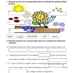 What Affects Photosynthesis Interactive Exercise For Grade 6 You Can