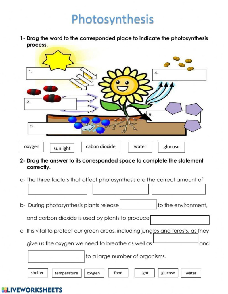 What Affects Photosynthesis Interactive Exercise For Grade 6 You Can 