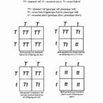 10 Genetics 7th Grade Science Worksheets Edea smith