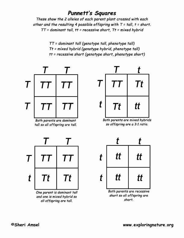 10 Genetics 7th Grade Science Worksheets Edea smith