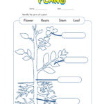 14 Plant Worksheets For Grade 1 Free PDF At Worksheeto