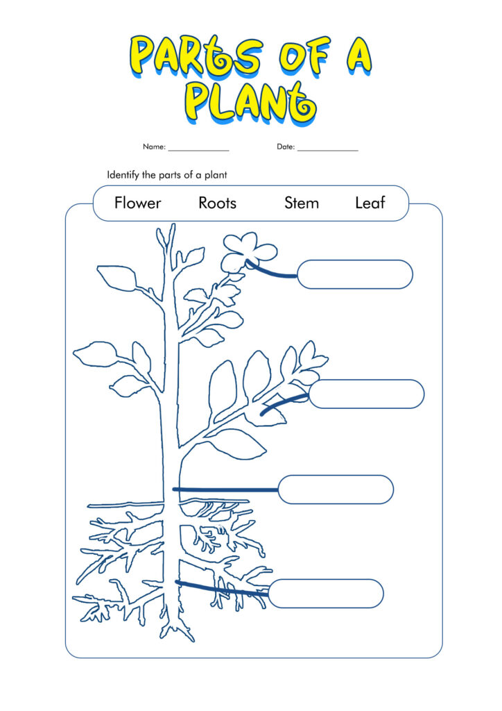 14 Plant Worksheets For Grade 1 Free PDF At Worksheeto