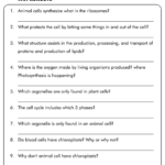 18 7th Grade Science Cells Worksheets Free PDF At Worksheeto