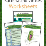 30 Viruses And Bacteria Worksheet Key Support Worksheet