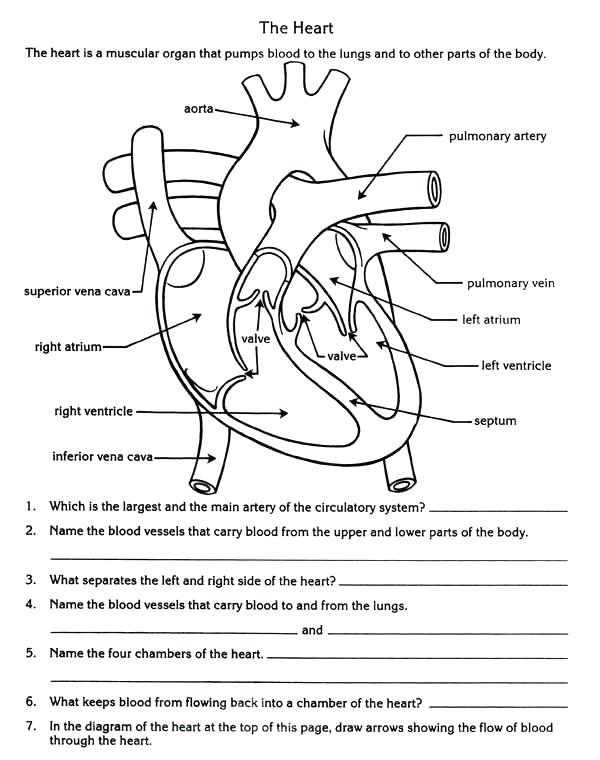 4th Grade Science Worksheets Best Coloring Pages For Kids