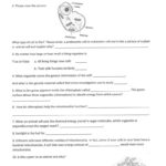 9th Grade Science Worksheets Free Printable Peggy Worksheets