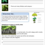 Adaptations In Plants Terrestrial And Aquatic Worksheets For Grade