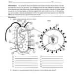 Bacteria And Virus Comparison Worksheet By Biology Buff TpT