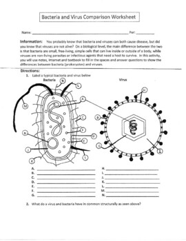 Bacteria And Virus Comparison Worksheet By Biology Buff TpT