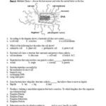 Bacteria And Viruses 7th Grade Science Worksheets And Answer Key