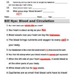 Bill Nye Blood Circulation Worksheet Answers