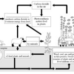 Carbon Cycle Question Sheets Teaching Resources