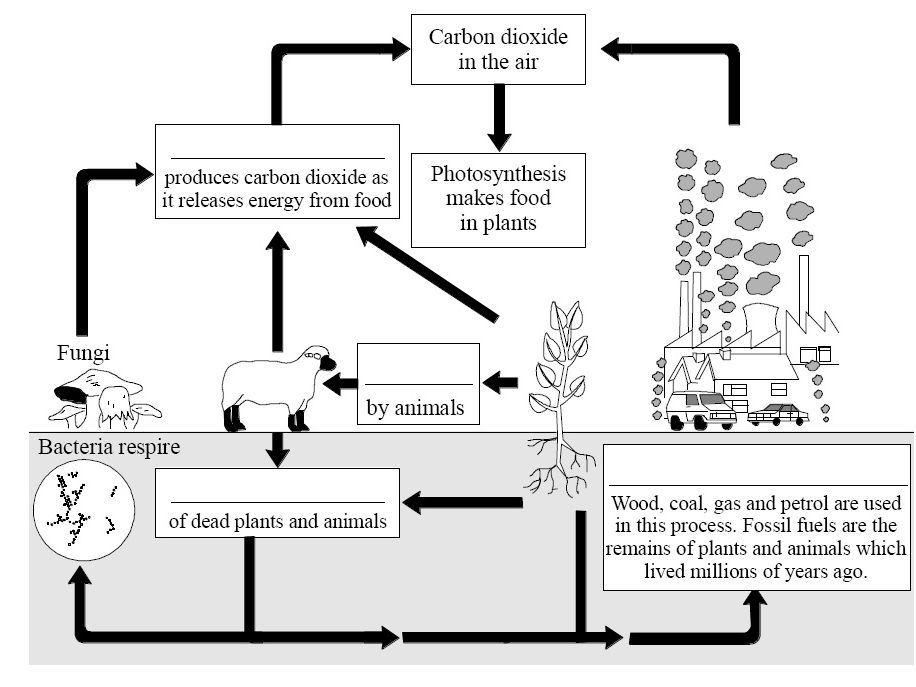 Carbon Cycle Question Sheets Teaching Resources