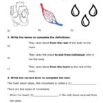 Circulatory System 7th Grade