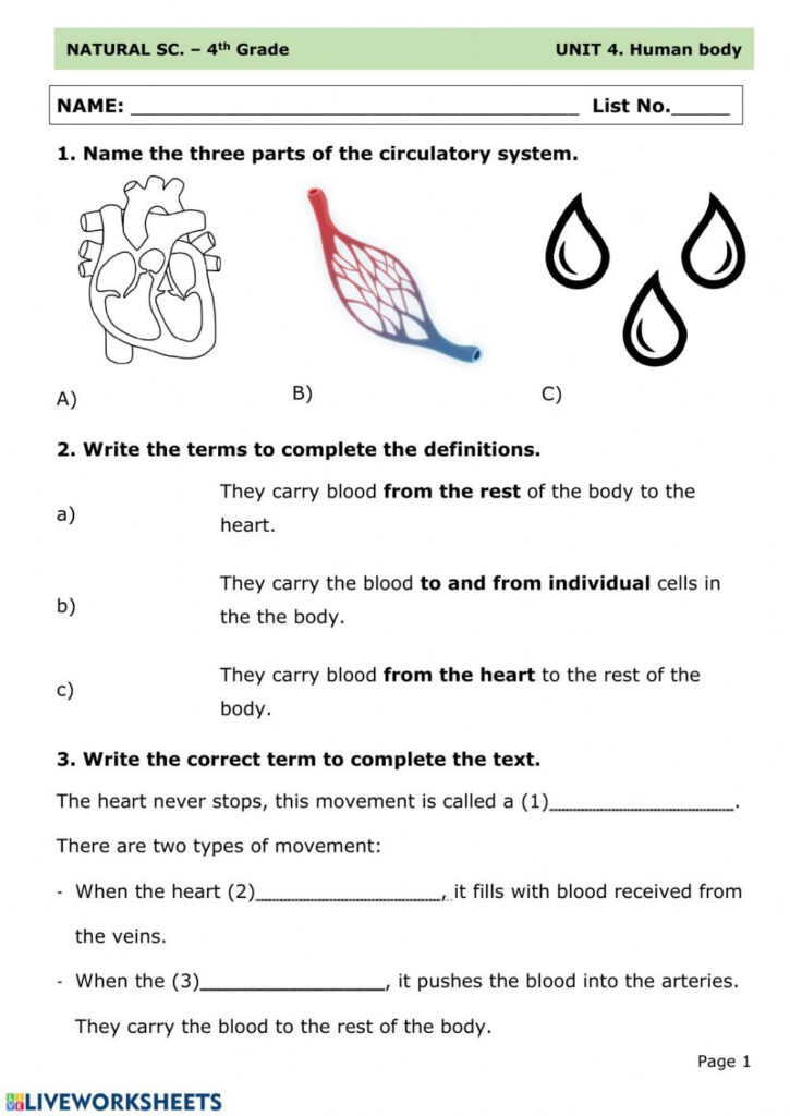 Circulatory System 7th Grade